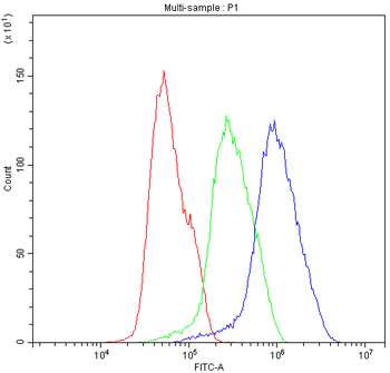 Bik Antibody