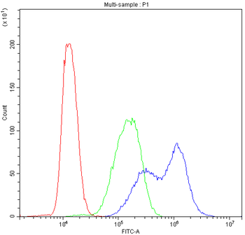 Bik Antibody