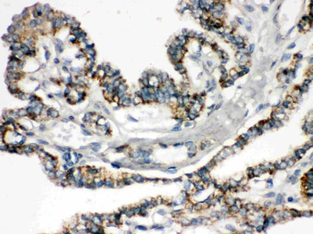 Bik Antibody