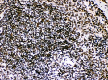 Bik Antibody