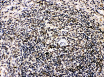 Bik Antibody