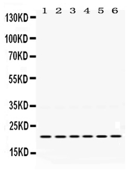 Bik Antibody