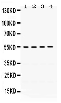 FMO2 Rabbit Polyclonal Antibody