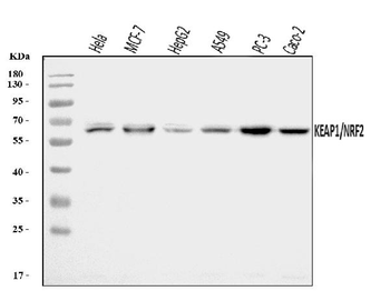 Keap1 Rabbit Polyclonal Antibody