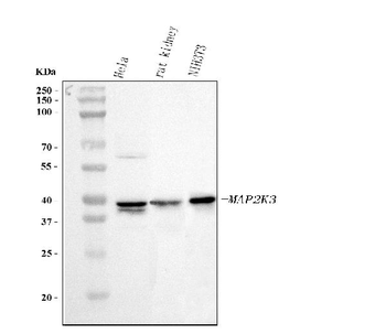 MEK3/MAP2K3 Rabbit Polyclonal Antibody