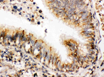 ERp57/PDIA3 Antibody