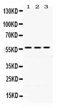 ERp57/PDIA3 Antibody