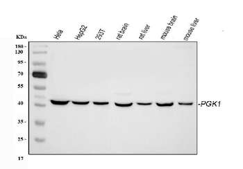 PGK1 Rabbit Polyclonal Antibody