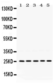 PGRMC1 Rabbit Polyclonal Antibody