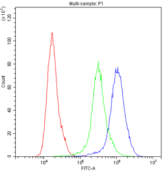 PPT1 Rabbit Polyclonal Antibody
