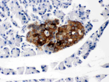 Prion protein PrP/PRNP Rabbit Polyclonal Antibody