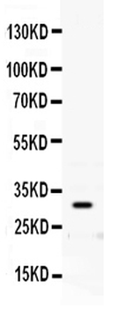 Prion protein PrP/PRNP Rabbit Polyclonal Antibody