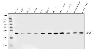 Rab11A Rabbit Polyclonal Antibody