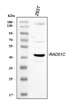 Rad51C Rabbit Polyclonal Antibody