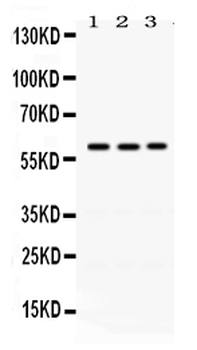 RAG2 Rabbit Polyclonal Antibody