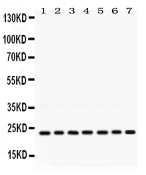 RALB Rabbit Polyclonal Antibody