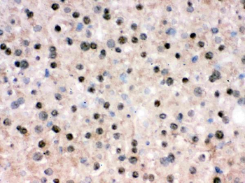 RbAp48/RBBP4 Antibody