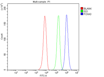 FOXA3 Rabbit Polyclonal Antibody