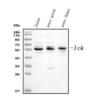Lck Rabbit Polyclonal Antibody