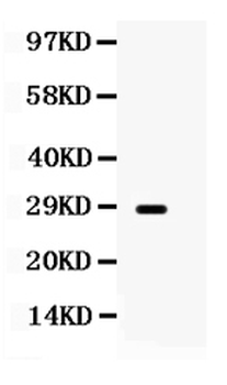 Aquaporin 0/MIP Rabbit Polyclonal Antibody