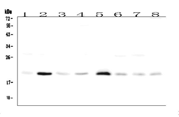 RAP1A Rabbit Polyclonal Antibody
