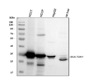 SULT2A1 Antibody