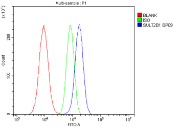 SULT2B1 Rabbit Polyclonal Antibody