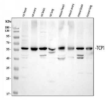 TCP1 alpha Antibody