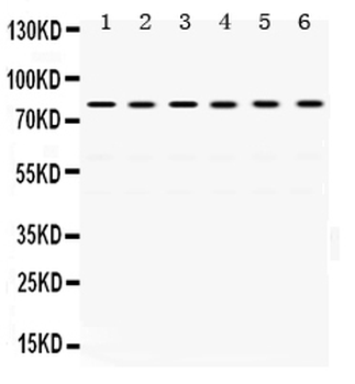 TRAP1 Antibody