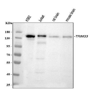 TIF1 gamma/TRIM33 Rabbit Polyclonal Antibody
