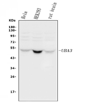 UBE1C/UBA3 Rabbit Polyclonal Antibody