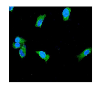 PGP9.5/UCHL1 Antibody
