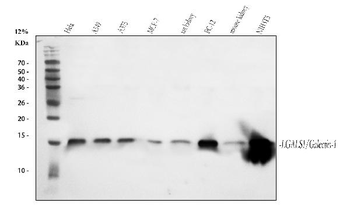 Galectin 1/LGALS1 Antibody