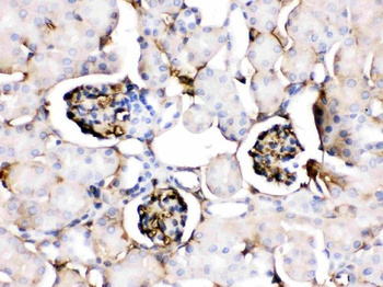 Apolipoprotein A I/APOA1 Rabbit Polyclonal Antibody