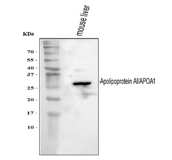 Apolipoprotein A I/APOA1 Rabbit Polyclonal Antibody