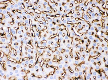 Apolipoprotein A I/APOA1 Rabbit Polyclonal Antibody