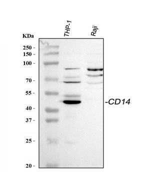 CD14 Rabbit Polyclonal Antibody