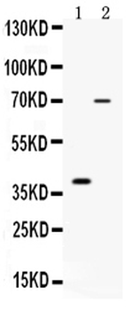 CD46 Rabbit Polyclonal Antibody
