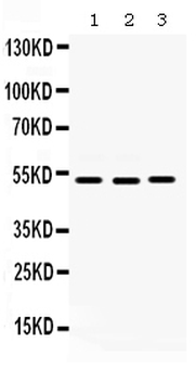 Cdc25C Rabbit Polyclonal Antibody
