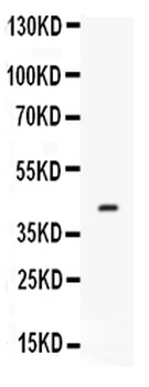 Factor D/CFD Antibody