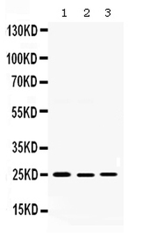 Smac/Diablo Rabbit Polyclonal Antibody