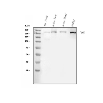 Fatty Acid Synthase/FASN Antibody