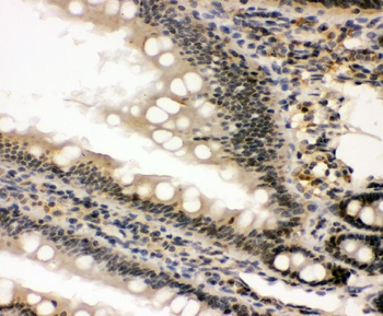 nmt55/p54nrb/NONO Antibody