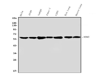 nmt55/p54nrb/NONO Antibody