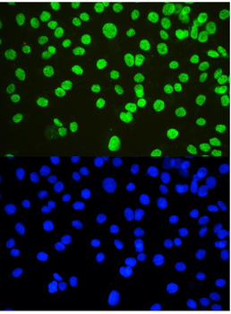 nmt55/p54nrb/NONO Antibody