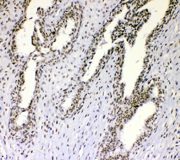 nmt55/p54nrb/NONO Antibody
