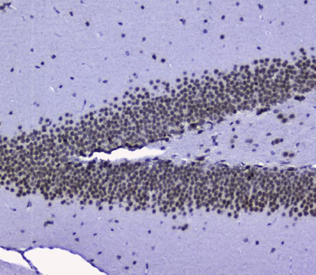 nmt55/p54nrb/NONO Antibody