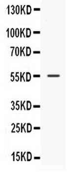 Nucleobindin 2/NUCB2 Rabbit Polyclonal Antibody
