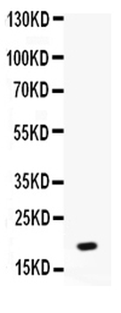 NAP2/PPBP Antibody