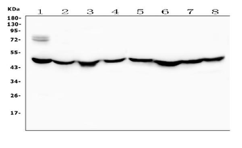 Ribonuclease Inhibitor/RNH1 Antibody